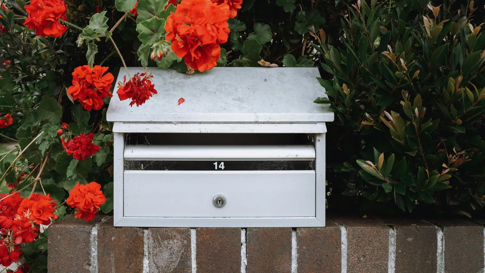 Residential letterbox surrounded by red flowers